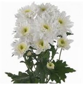 ΧΡΥΣΑΝΘΕΜΟ  ΛΕΥΚΟ  CHRYS.  T EURO WHITE